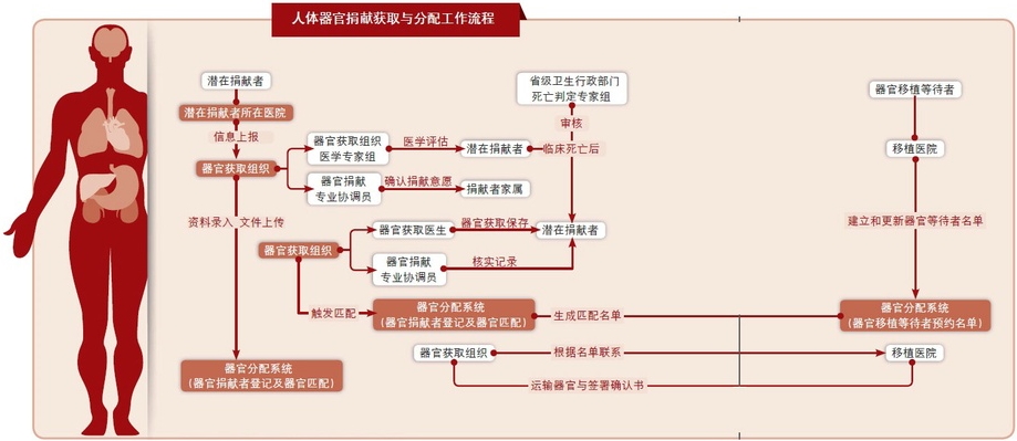 人体器官捐献获取与分配工作流程.jpg