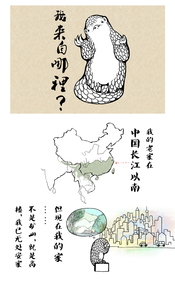穿山甲9.jpg
