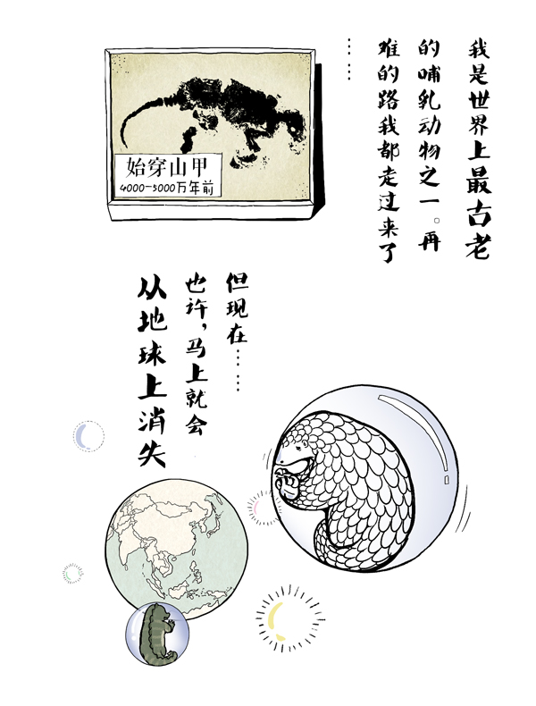 穿山甲10.jpg