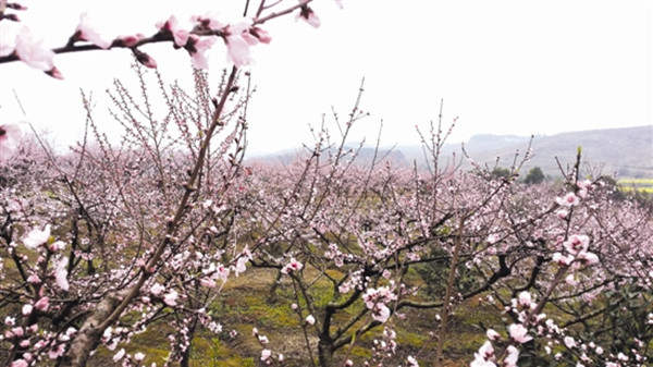 鼎城区周家店镇桃花节_副本.jpg