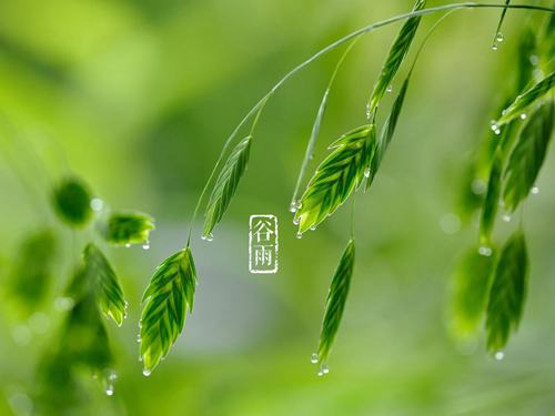 谷雨1.jpg