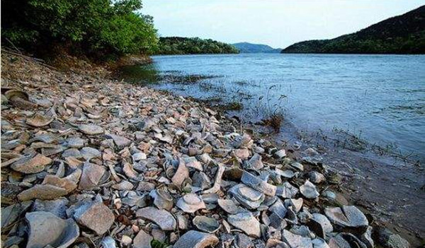 浙江慈溪的上林湖畔遍地青瓷碎片1_副本.jpg