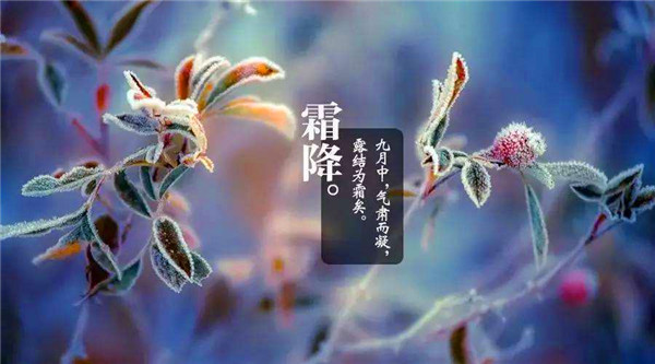霜降_副本.jpg