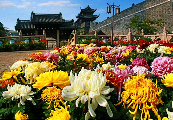 赏菊01_副本.jpg