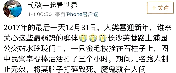 金毛事件03.jpg