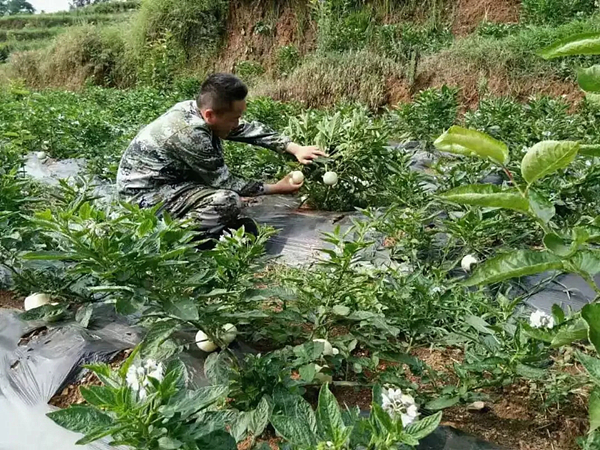 志愿者安文忠.jpg