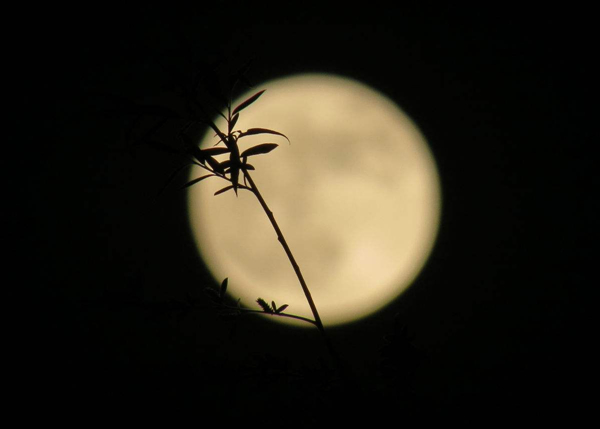 此诗开篇写道:"明月皎夜光,促织鸣东壁.