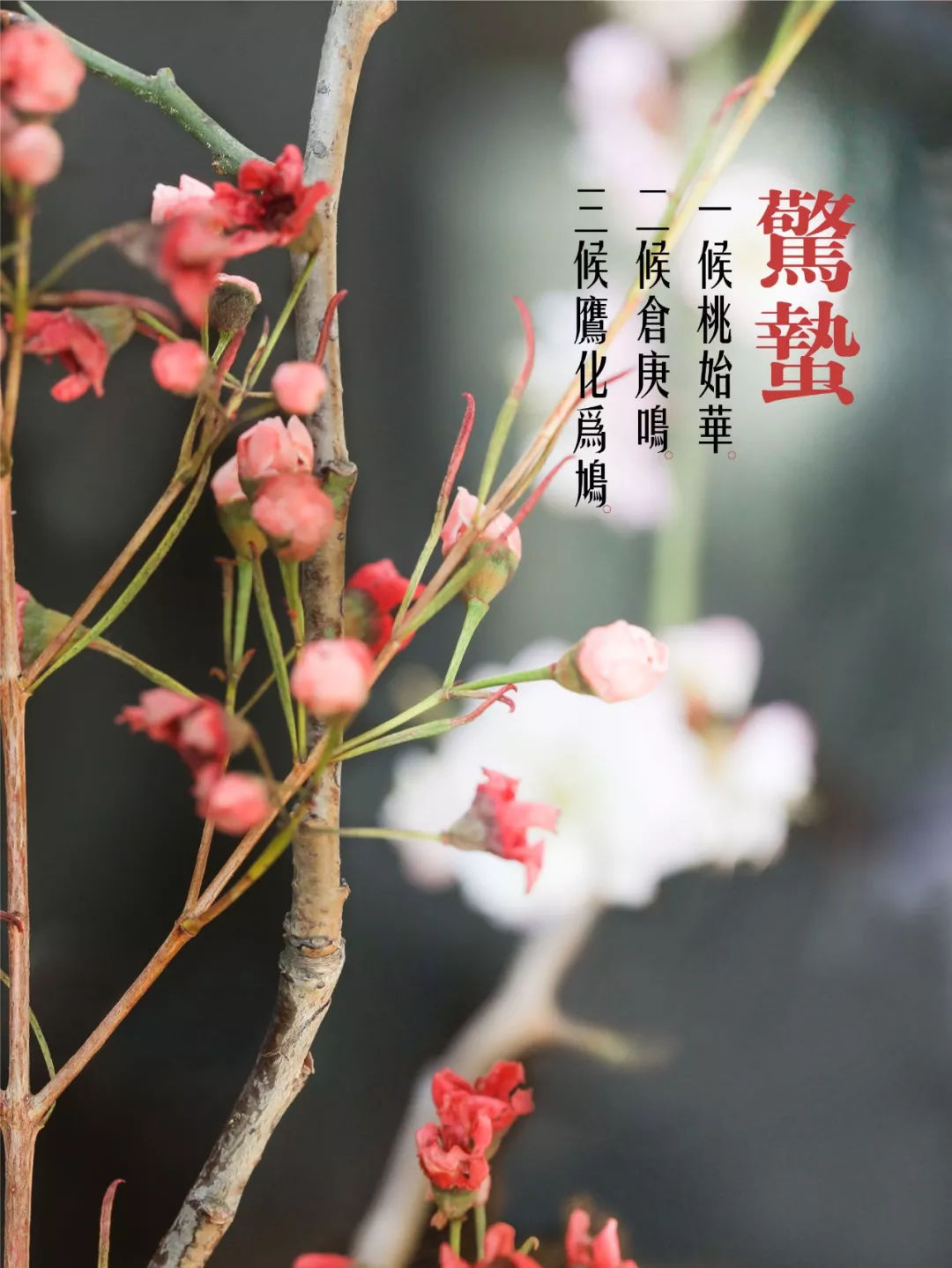 今日惊蛰宜洒扫赶走霉运和小人