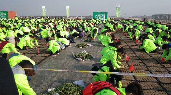 河南656名志愿者“楼顶种树”破世界纪录.png