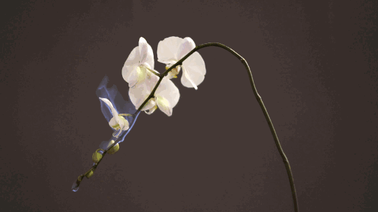 050417vpk9p031onfwewnp.gif
