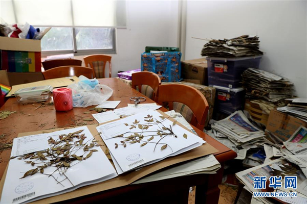 在复旦大学钟扬的工作间里，大量报纸中夹存着他和团队从各地采集的待整理植物标本.jpg
