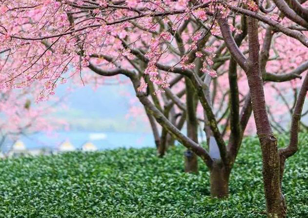 花朝会.jpg