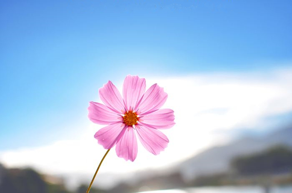 格桑花.jpg