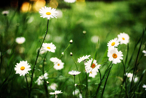 山间雏菊.jpg