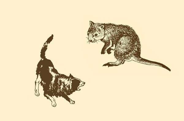 社鼠与猛狗.jpg