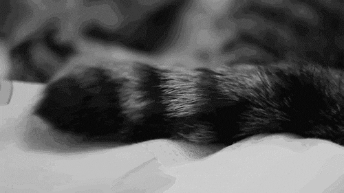 02.gif