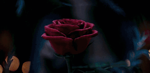 14.gif