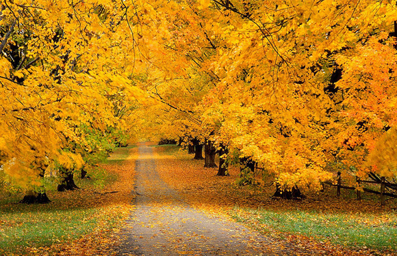 01-golden-autumn.jpg