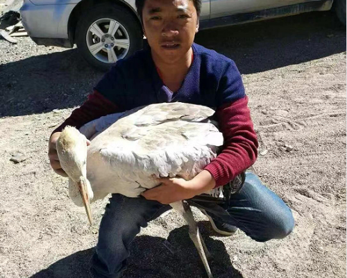 次成塔青：从放牛娃到高原上的野生动物保护员